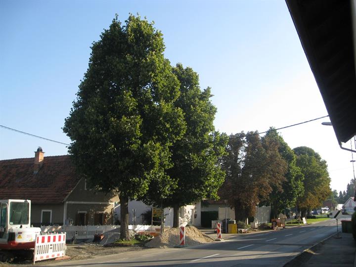 Baumfällungen am Hauptplatz